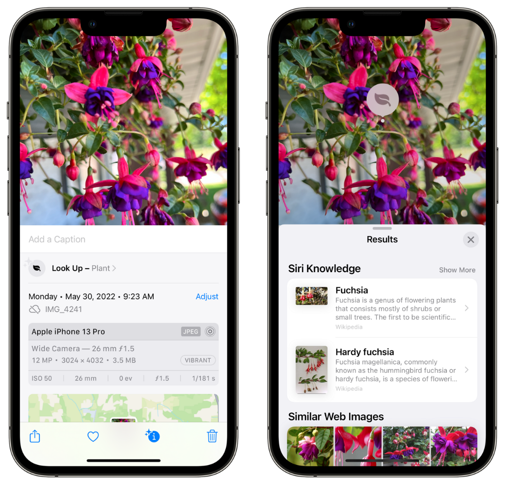 桓台苹果手机维修分享小技巧：使用 iPhone 相机识别花卉植物 